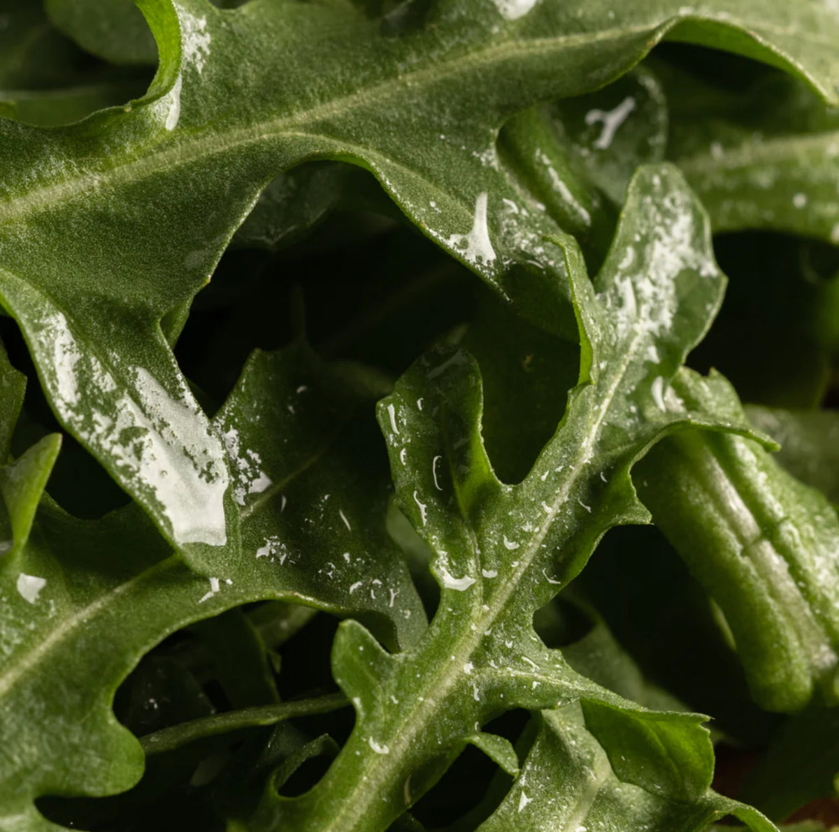 Archipelago Arugula