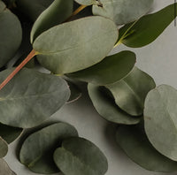 Archipelago Eucalyptus